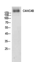 1 - C4a/b Polyclonal Antibody AP73725