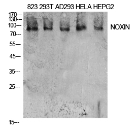1 - NOXIN Polyclonal Antibody AP73747