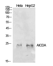 1 - AID Polyclonal Antibody AP73749