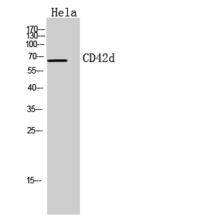 1 - CD42d Polyclonal Antibody AP73770