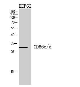 1 - CD66c/d Polyclonal Antibody AP73777