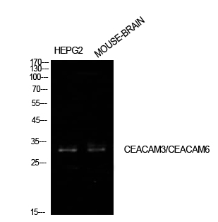 1 - CD66c/d Polyclonal Antibody AP73777