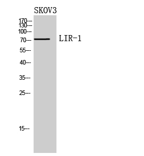 1 - LIR-1 Polyclonal Antibody AP73779