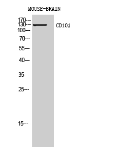 1 - CD101 Polyclonal Antibody AP73783