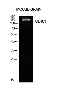 1 - CD101 Polyclonal Antibody AP73783