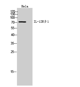 1 - IL-12Rβ1 Polyclonal Antibody AP73797