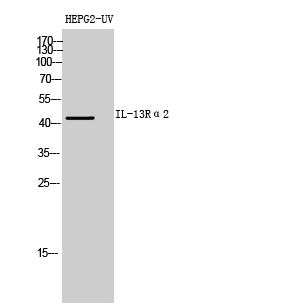 1 - IL-13Rα2 Polyclonal Antibody AP73799