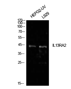 1 - IL-13Rα2 Polyclonal Antibody AP73799