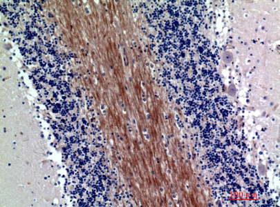 14 - SIRP-α1/β1 Polyclonal Antibody AP73807
