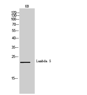 1 - Lambda 5 Polyclonal Antibody AP73824