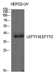 1 - Lefty Polyclonal Antibody AP73830