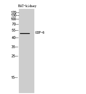 1 - GDF-6 Polyclonal Antibody AP73836