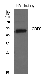 1 - GDF-6 Polyclonal Antibody AP73836