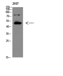 1 - GDF-6 Polyclonal Antibody AP73836