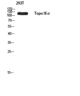 1 - Topo IIIα Polyclonal Antibody AP73849