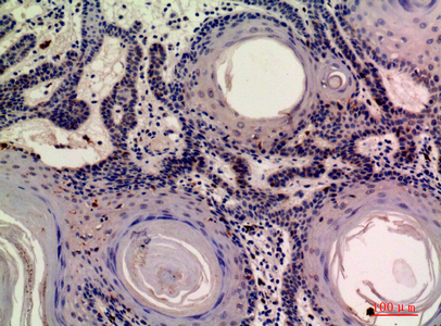 14 - Mob3A/B Polyclonal Antibody AP73850