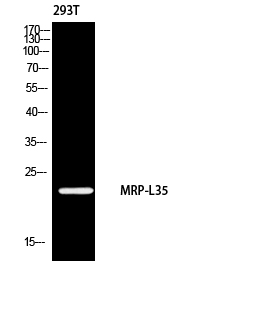 1 - MRP-L35 Polyclonal Antibody AP73852