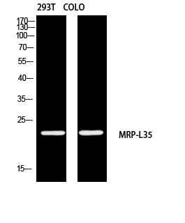 1 - MRP-L35 Polyclonal Antibody AP73852