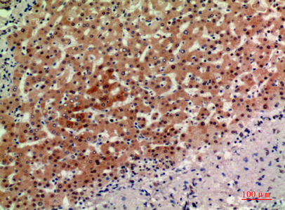 14 - ASAH3L Polyclonal Antibody AP73856