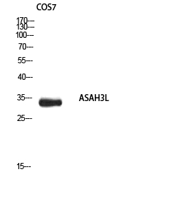 1 - ASAH3L Polyclonal Antibody AP73856