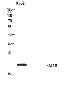 1 - FAT10 Polyclonal Antibody AP73861