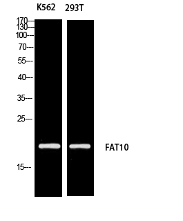 1 - FAT10 Polyclonal Antibody AP73861