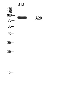 1 - A20 Polyclonal Antibody AP73864