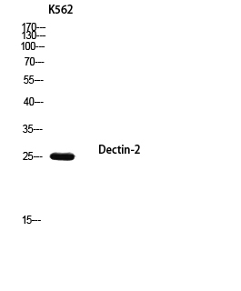 1 - Dectin-2 Polyclonal Antibody AP73868