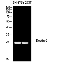1 - Dectin-2 Polyclonal Antibody AP73868
