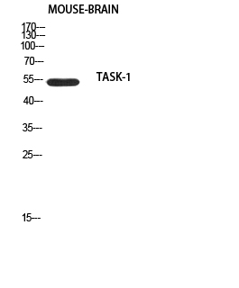 1 - TASK-1 Polyclonal Antibody AP73872