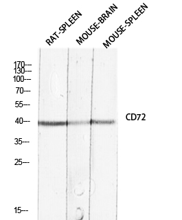 1 - CD72 Polyclonal Antibody AP73892
