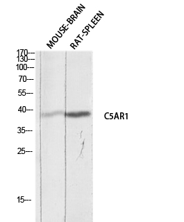 1 - CD88 Polyclonal Antibody AP73893