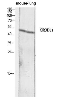 1 - CD158e Polyclonal Antibody AP73899