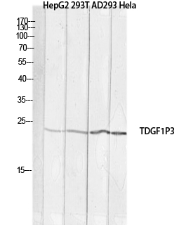 1 - Cripto-3 Polyclonal Antibody AP73904