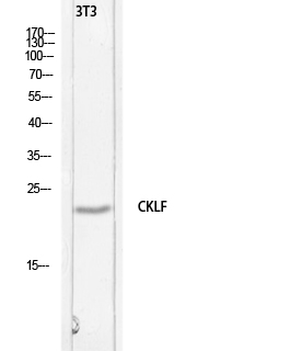 1 - C32 Polyclonal Antibody AP73913