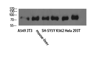 1 - TLE1/2/3/4 Polyclonal Antibody AP73929