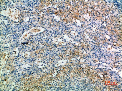 14 - CD238 Polyclonal Antibody AP73931