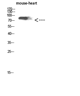 1 - CD238 Polyclonal Antibody AP73931