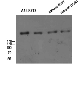 1 - CD35 Polyclonal Antibody AP73932