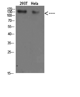 1 - Collagen I Polyclonal Antibody AP73952