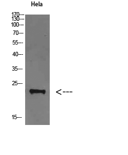 1 - FAM3D Polyclonal Antibody AP73961