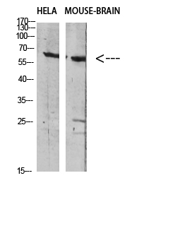 1 - GABA T-1 Polyclonal Antibody AP74027