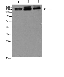1 - NFAT5 Polyclonal Antibody AP74036