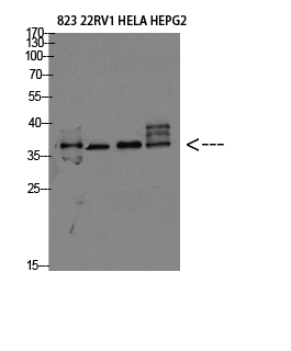 1 - TMEPAI Polyclonal Antibody AP74044