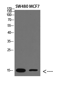 1 - RPA14 Polyclonal Antibody AP74086