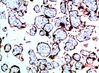 14 - GH Polyclonal Antibody AP74104