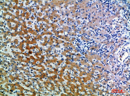 14 - CD109 Polyclonal Antibody AP74110