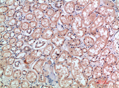 14 - CD300e Polyclonal Antibody AP74117