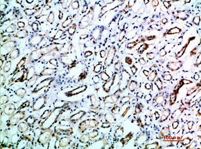 14 - CD231 Polyclonal Antibody AP74129