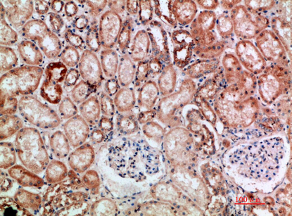 14 - BTN3A1/2/3 Polyclonal Antibody AP74131
